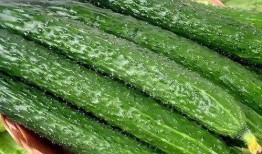 黄瓜c 吃瓜,揭秘吃瓜背后的营养与健康秘密